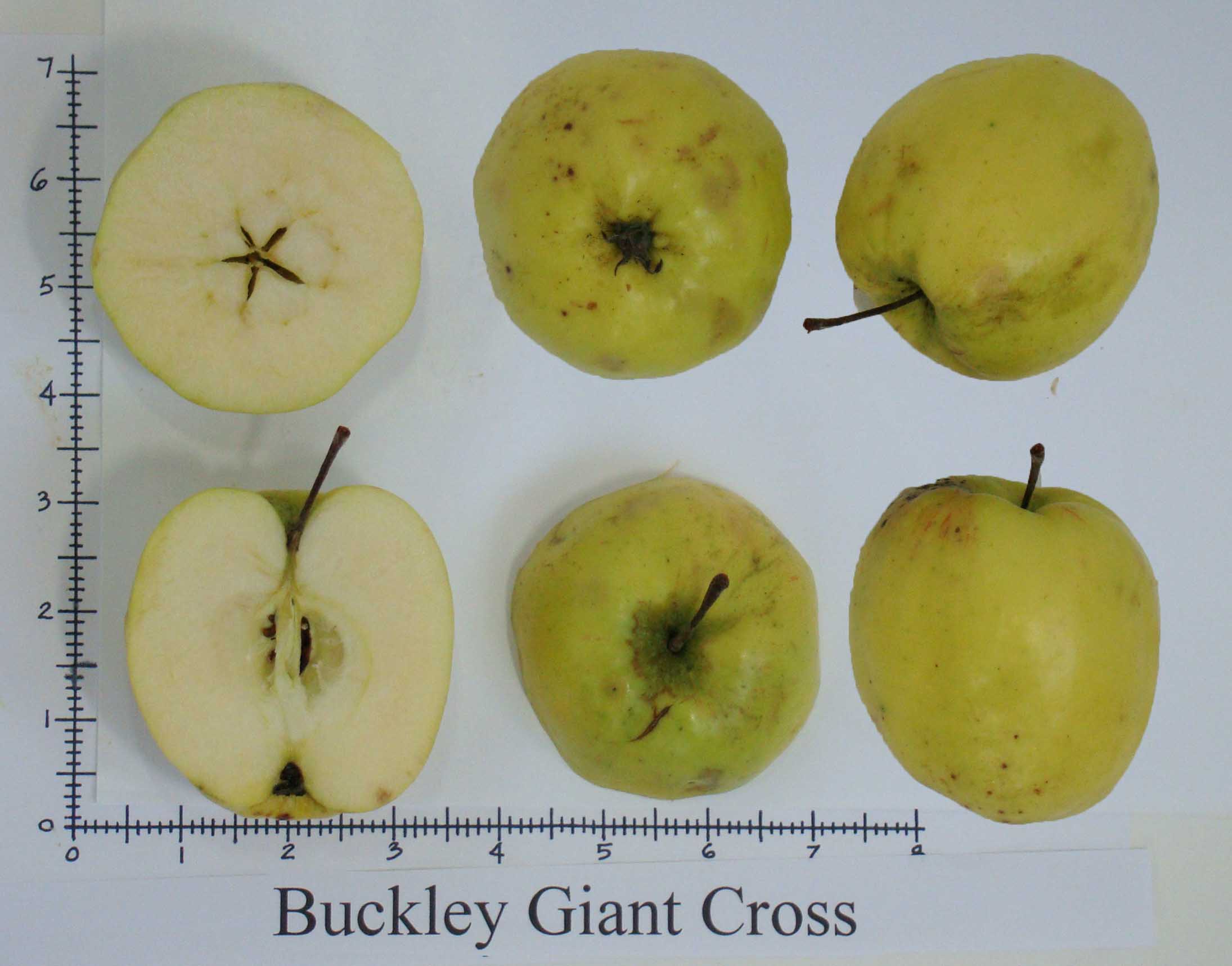 Apple Photos Seattle Tree Fruit Society